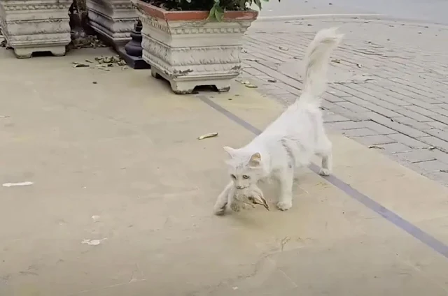 cat-gave-up-kittens-1