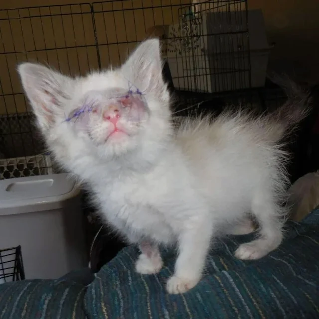 tiny-kitten-3