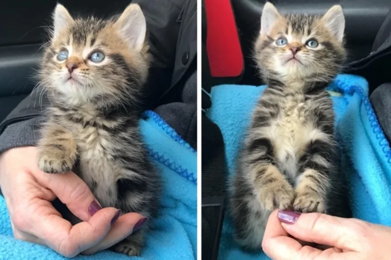 Kitten Saved from the Street, Finds Woman to Hold Onto and Won’t Let Go