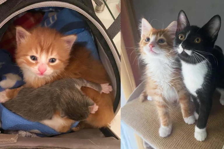 Orange Kitten Found in a Box Helps Other Cats Like Him and Finds Best Friend Along the Way
