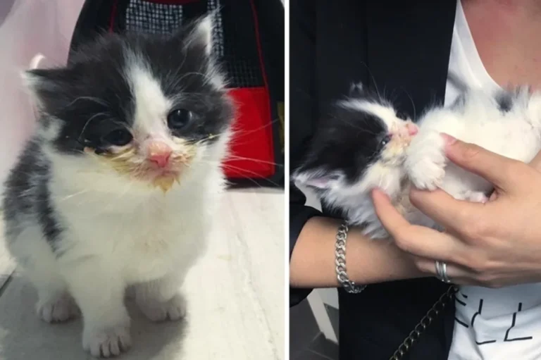 Kitten Who Was Left Behind and Hungry, Finds Love and Won’t Let Go