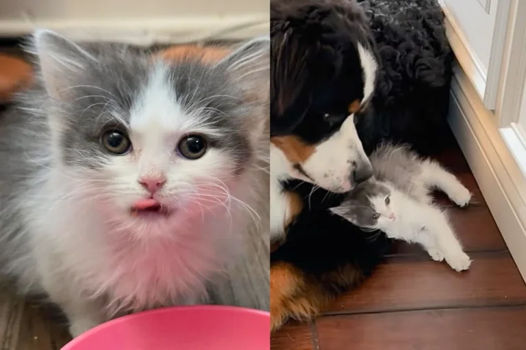 Kitten, Though Mostly Fur, Has Heart of Lion, from Being Taken in Alone to Now Running the House Like a Boss