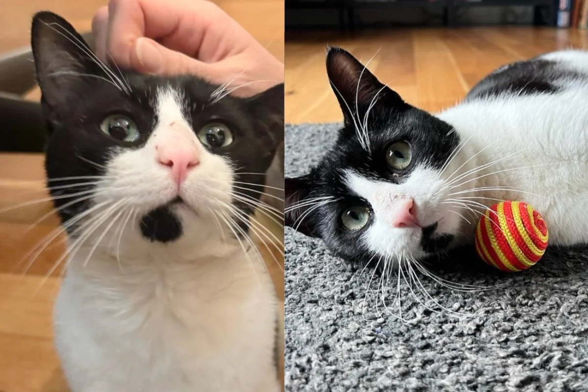 Read more about the article Cat is Thrilled to Have What He Wanted After Going from Home to Home and Living Outside for Weeks