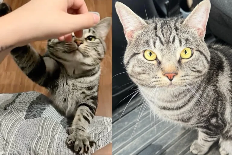Shelter Cat Reaches for Woman Who’s There to Drop off a Few Things, Turns Out It Was Meant to Be