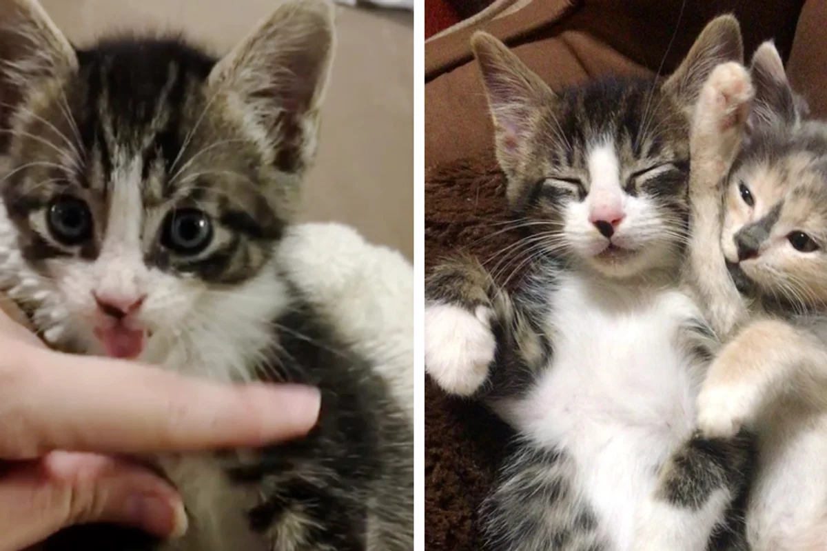 Read more about the article Kitten With Tremors Finds Cuddly Friends (Kitten and Dog) Who Help Him Heal