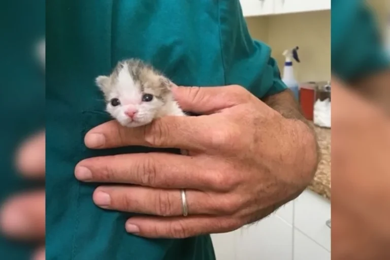 Young Woman Saves Kitten Who Was Found in Dirt While Others Have Given Up