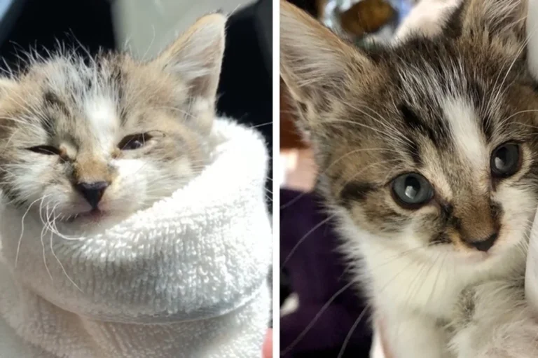 Employee Hears Kitten’s Cries and Finds Kitty in Shopping Cart – They Rush to Get Him Help