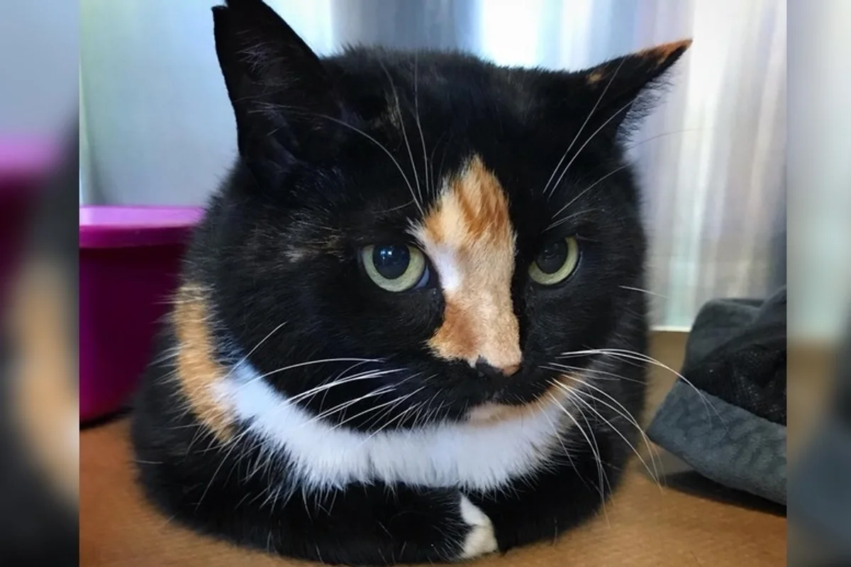 Read more about the article Cat Taken in to Be Euthanized But Vet Refused and Saved Her Life Instead