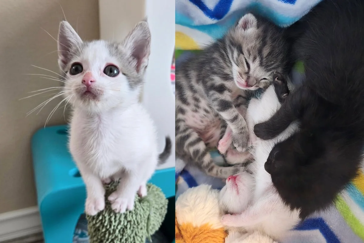 Read more about the article Kittens Left in a Box on Doorstep Grow into Happiest Young Cats Thanks to Those Who Never Gave Up on Them
