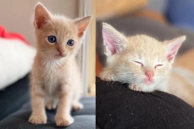 Kind Person Never Forgets the Kitten She Saw in Yard, Returns to Give the Young Cat the Life He Deserves