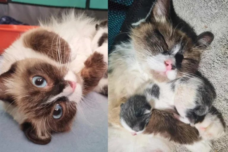 Real Estate Agent Finds Cat Left Behind with Kittens, Their Lives Turn Around Completely in a Week