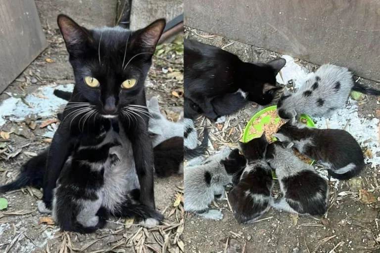 Cat and 8 Seemingly Gray Kittens End Up in Yard, Later Reveal Their Beautiful Fur After Leaving the Outdoors
