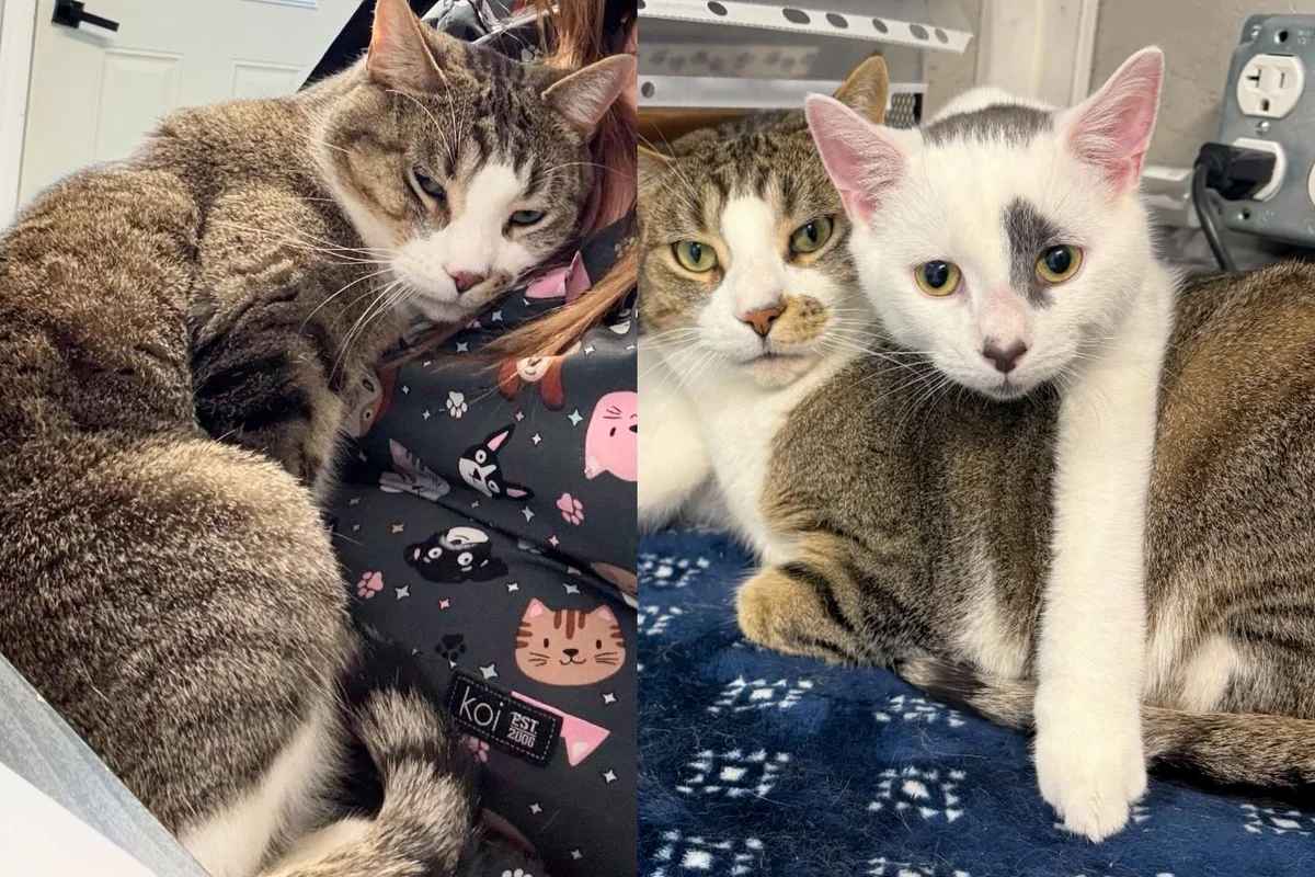 Read more about the article Kitten Raised in the Shelter Brought Joy to Everyone, Especially One Cat Who Needed Somebody to Lean on
