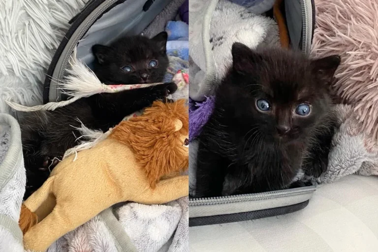 Family Found Bundle of Fur in Front of House, Only to Discover It was a Kitten with the Spirit of a Big Cat