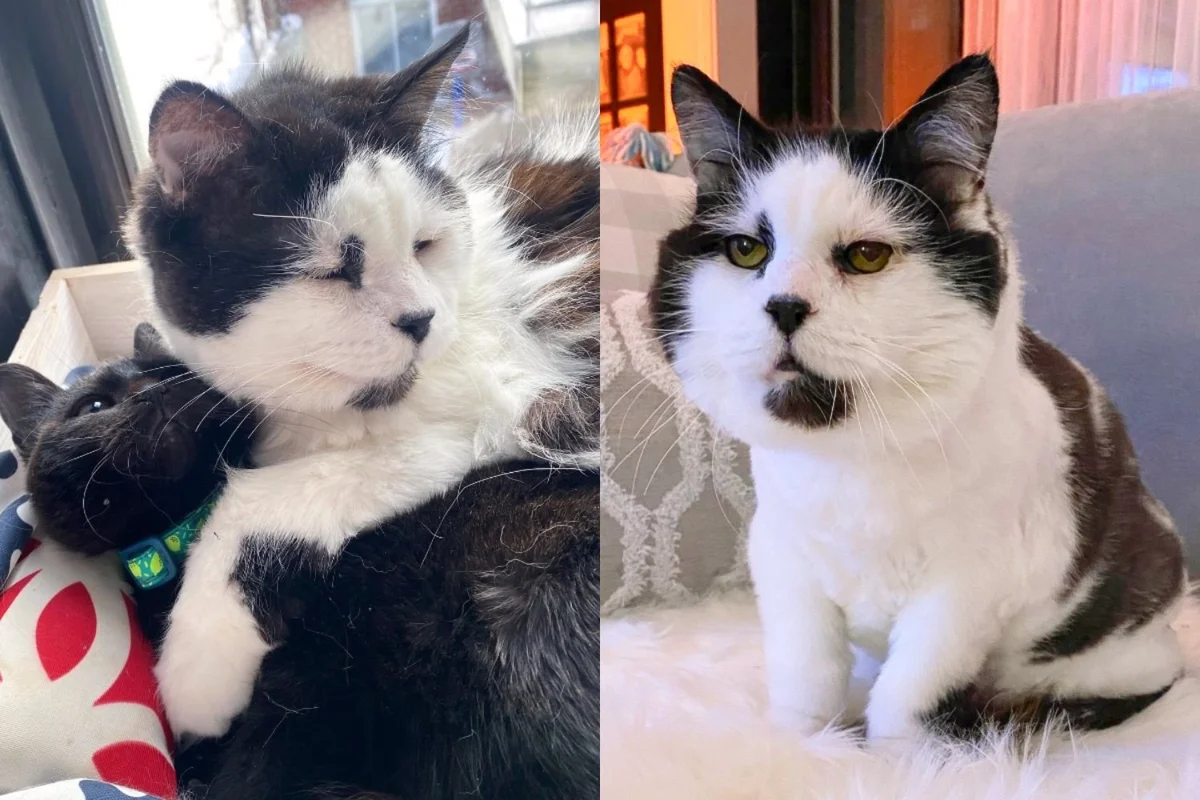Read more about the article Cat Retires from Fatherhood After Being Saved from Farm and Starts Caring for Other Kittens in Need