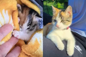 Read more about the article Kitten Spotted Alone Under a House Turns Out to Be an Adventure Cat Who Follows People Everywhere