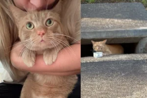 Read more about the article Kind Neighbor Finds Cat Living in Storm Drain and Refuses to Leave Him Behind