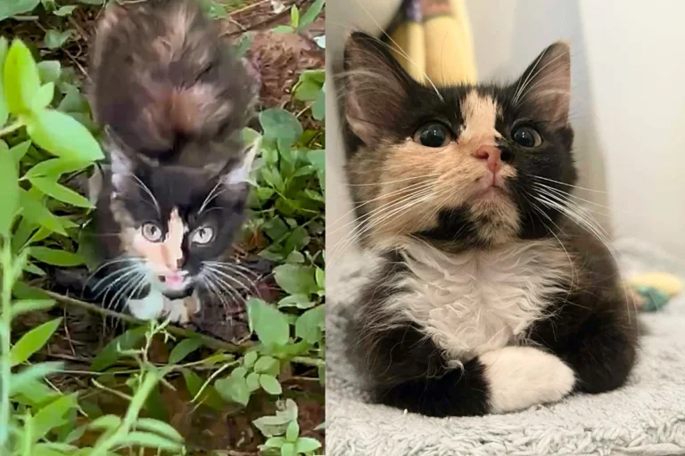Woman Sees Kitten Emerge from the Bushes, Walking Up to Her, and Knows She Can’t Leave Her Behind