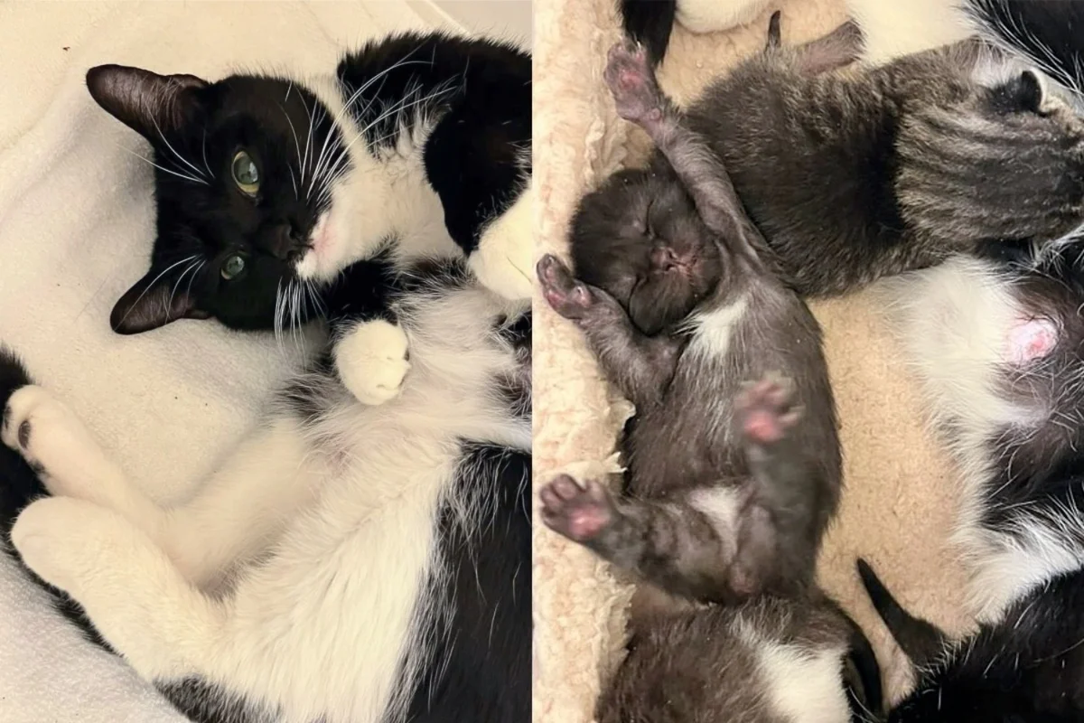 Read more about the article Woman Thought She was Caring for Male Cat with Nowhere to Go, Only to Discover Kittens with the Cat One Day
