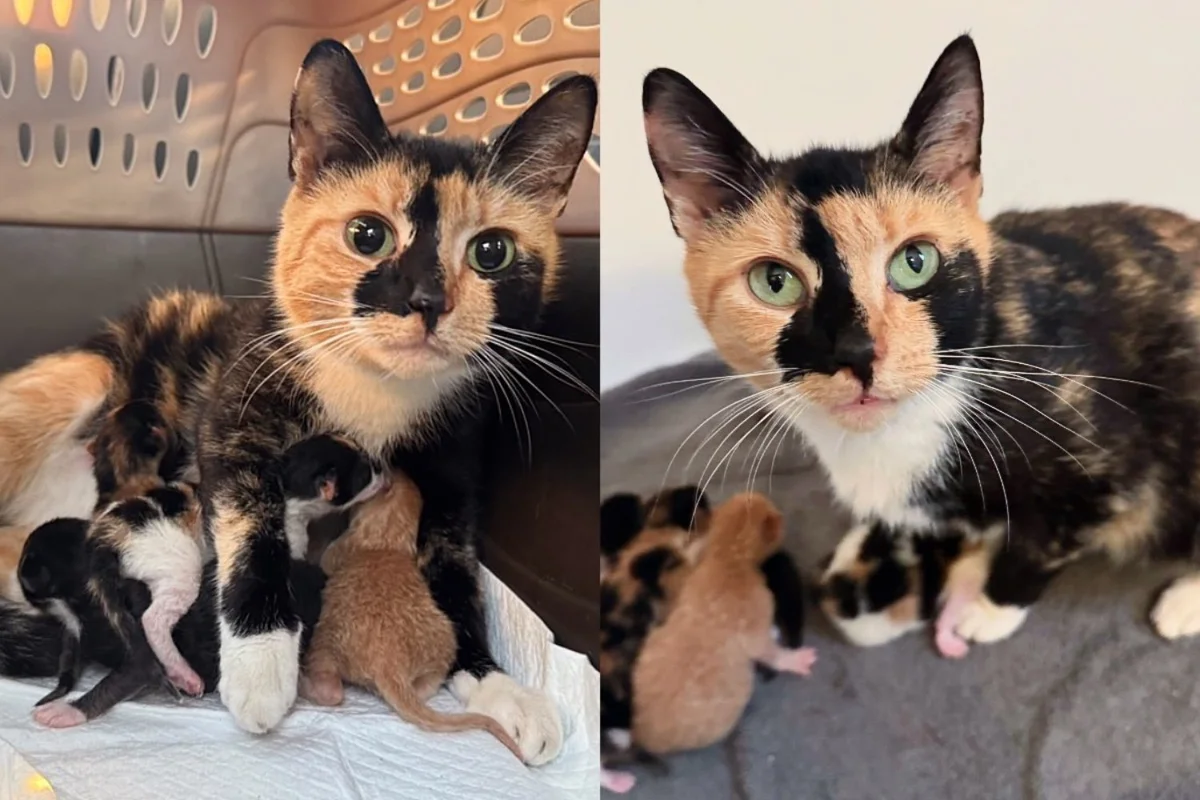 Read more about the article They Give Cat Safe Place to Care for Her Kittens Instead of Shelter, Watching Her Blossom Before Their Eyes