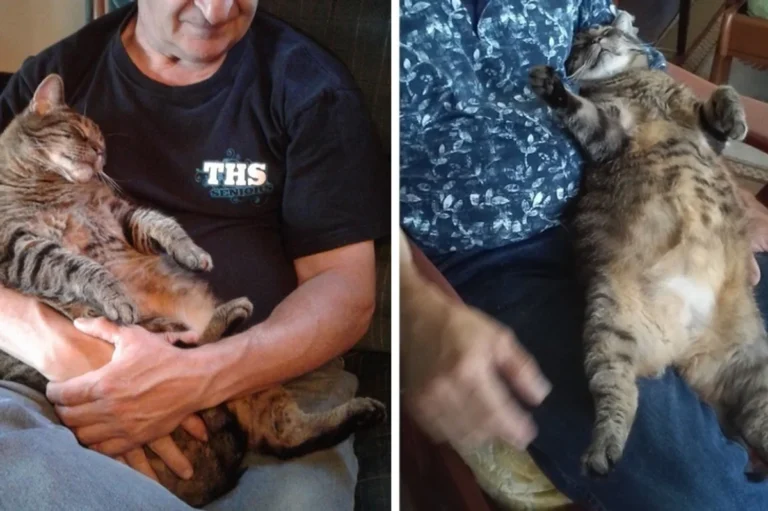 Cat Demands Cuddles from His Dad Every Morning Before Work for Almost 10 Years