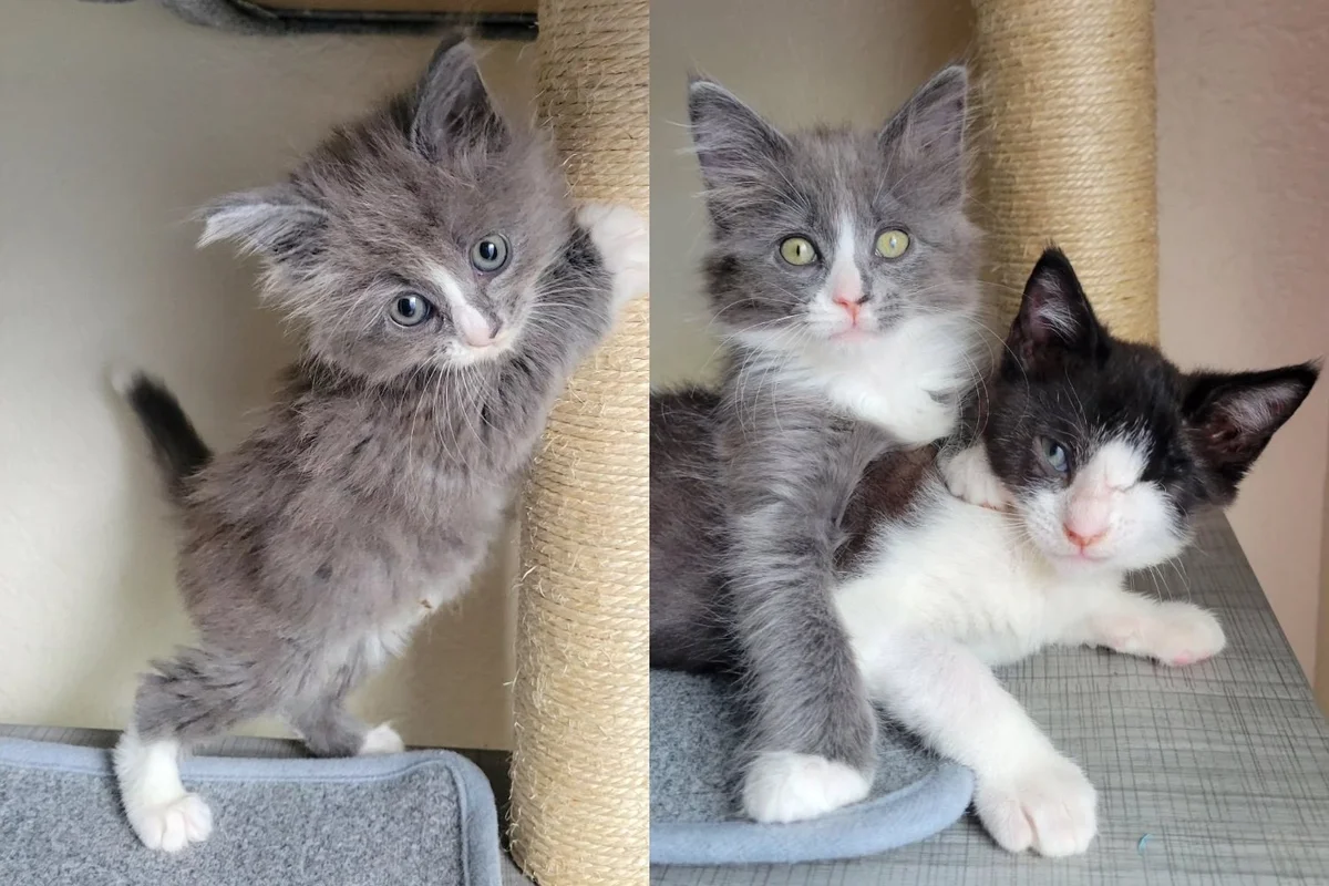 Read more about the article One-eyed Kitten Meets a Cat Who Never Met a Stranger, They Hit It Off in the Sweetest Way