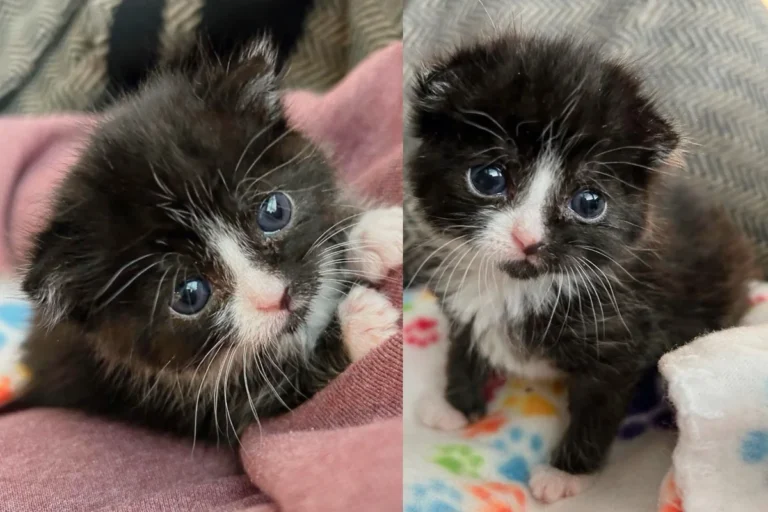 Kitten Appears Outside Sports Stadium, Within 24 Hours Indoors, She Becomes Quite a Charmer