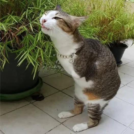 From Rooftop Fall to Kangaroo Bounds: Able the Cat’s Inspiring Transformation