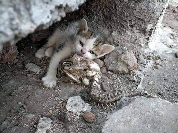 Kitten Found Asleep Beside Its Late Mother, Unaware She Had Crossed the Rainbow Bridge