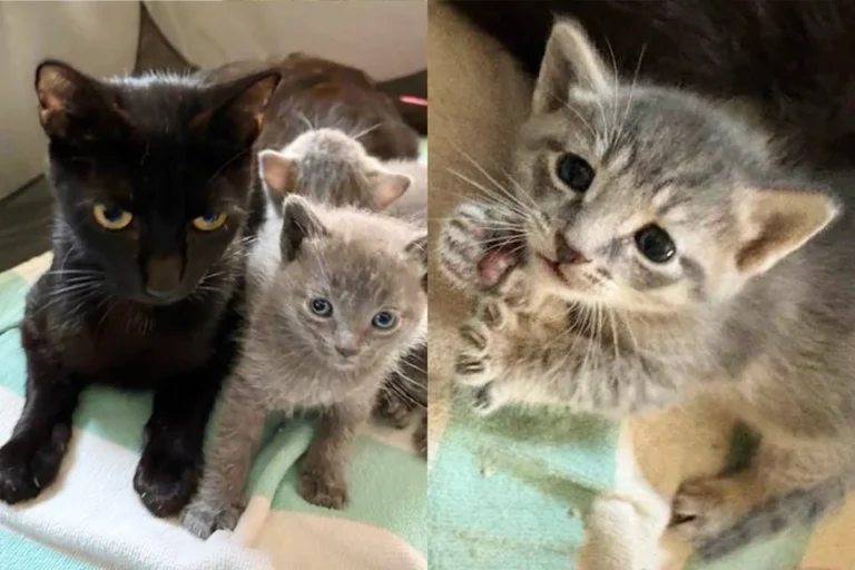 Residents Found Cat and Kittens in Parking Lot and Couldn’t Leave Them Out There Another Day