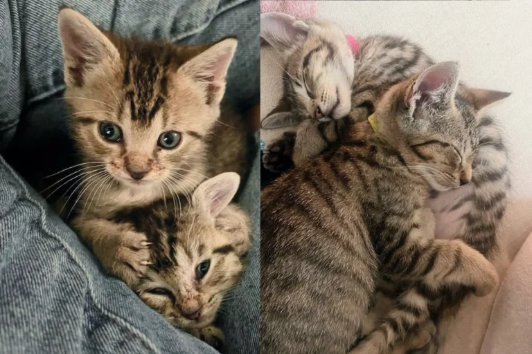 Two Kittens Begin Lives in a Tree, Now Months Later Turn into Pair of Bonded House Cats