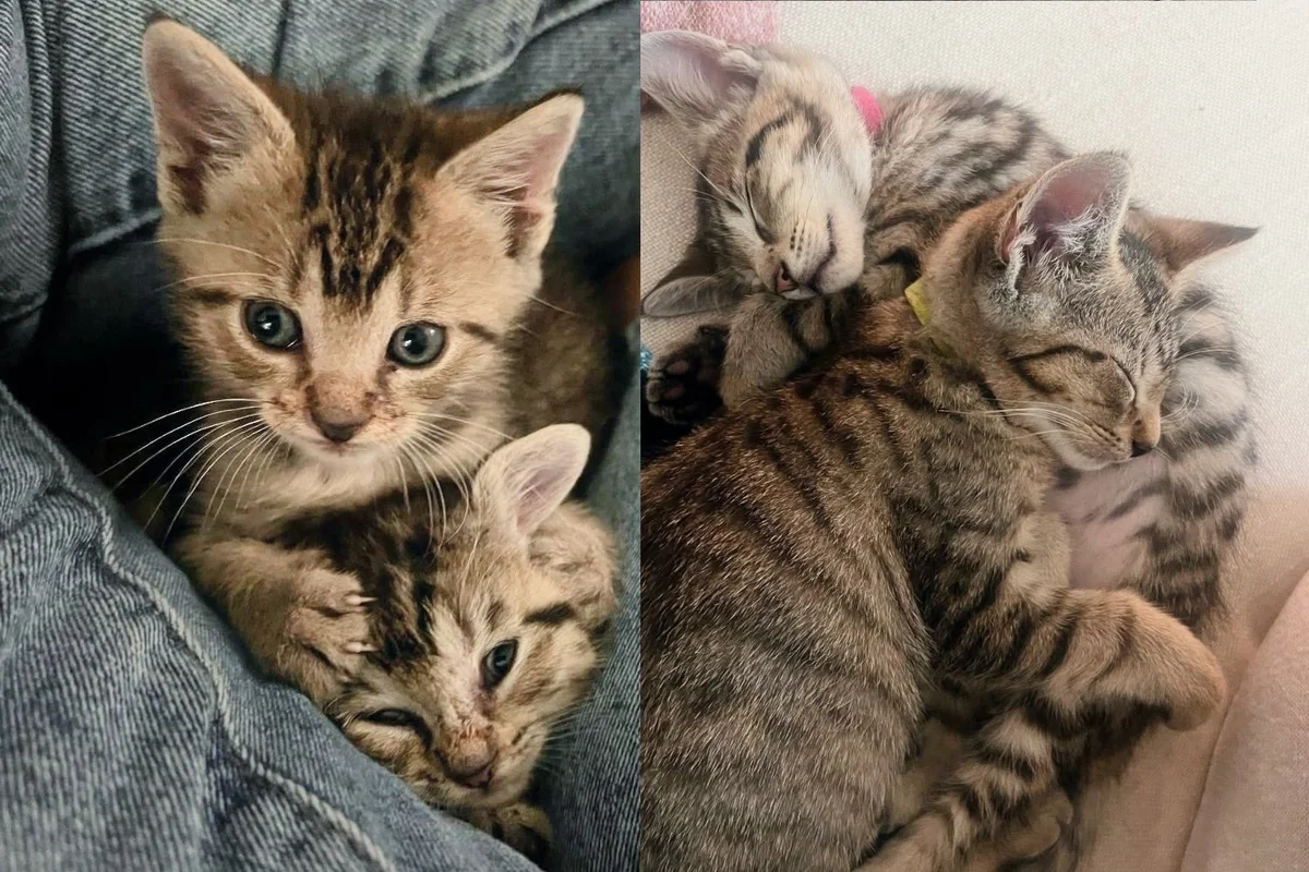 Read more about the article Two Kittens Begin Lives in a Tree, Now Months Later Turn into Pair of Bonded House Cats
