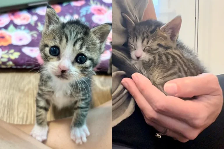 Kitten Found Near Mailbox Never Gives Up, Becomes Sweetest Cat, and Has a Special Way into Everyone’s Heart