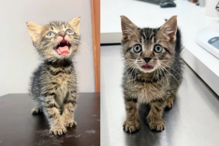 They Come Across Shelter Kitten Who Looks Constantly ‘In Shock’ and Can’t Leave without Him