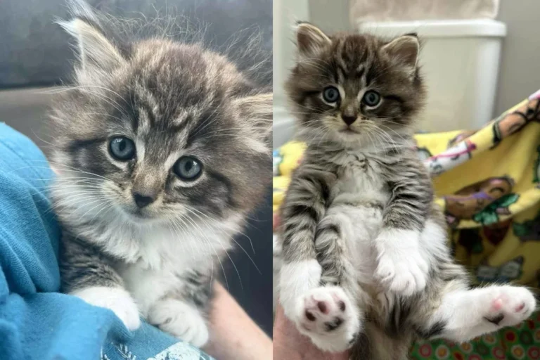 Guy Went Out for Lunch But Returned with a Kitten in His Arms, He Couldn’t Walk Away from the Tiny Cat