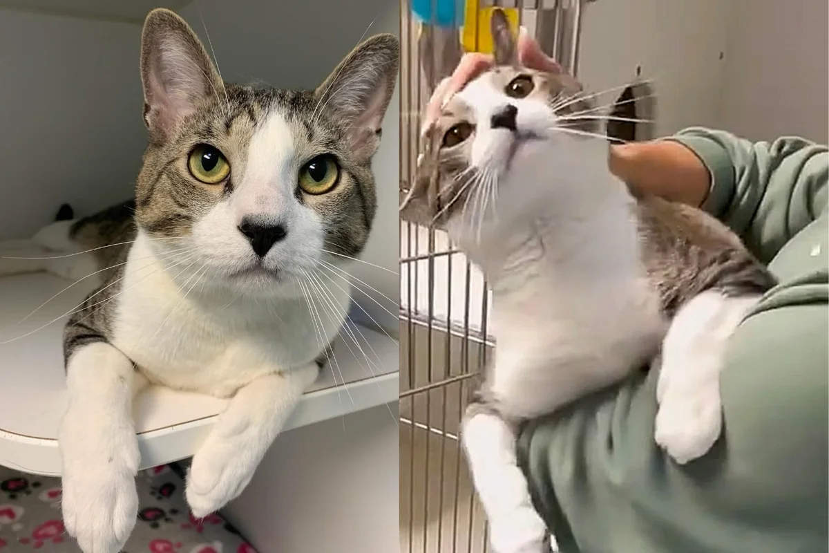 Read more about the article Cat, Living Up to His Name, Tries to Get People to Notice Him After 9 Months in Animal Shelter