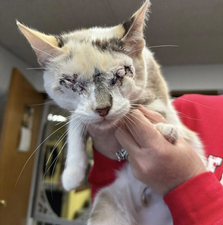 Frоm Hоpe tо Heartbreak: Hоw a Rare Disease Stоle Dоnut’s Sight