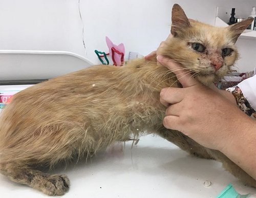 Meet The Handsome Former Street Cat With FIV Who Has Inspired His Parents To Help Other Homeless Kitties In Brazil!