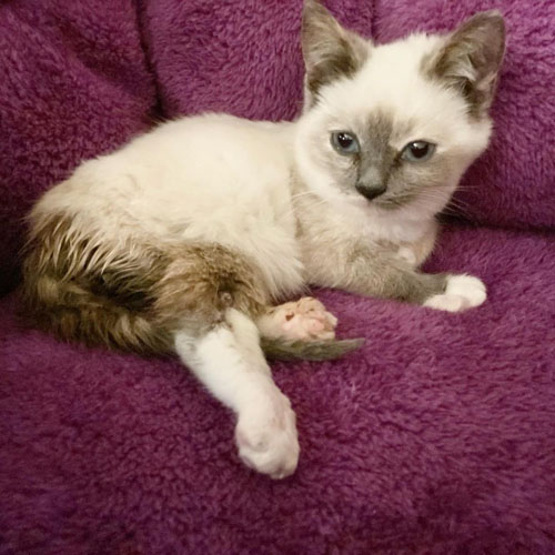 Meet Jeff, The Stunning Siamese Kitten With Hind Leg Paralysis Who Is Ready For Her Forever Home!