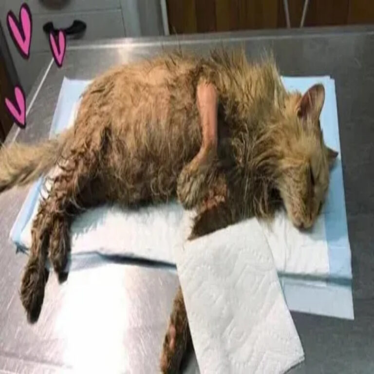 Slick’s Miraculous Recovery: Community Rallies to Save Oil-Covered Cat in Idaho Falls