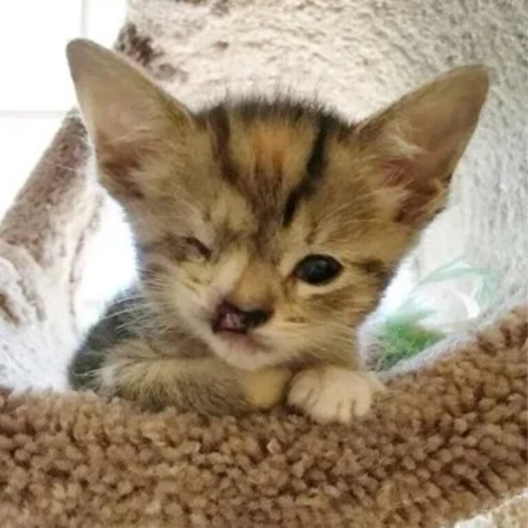 Tiny Peanut: The One-Eyed Stray Who Became a Beloved “Forever Kitten