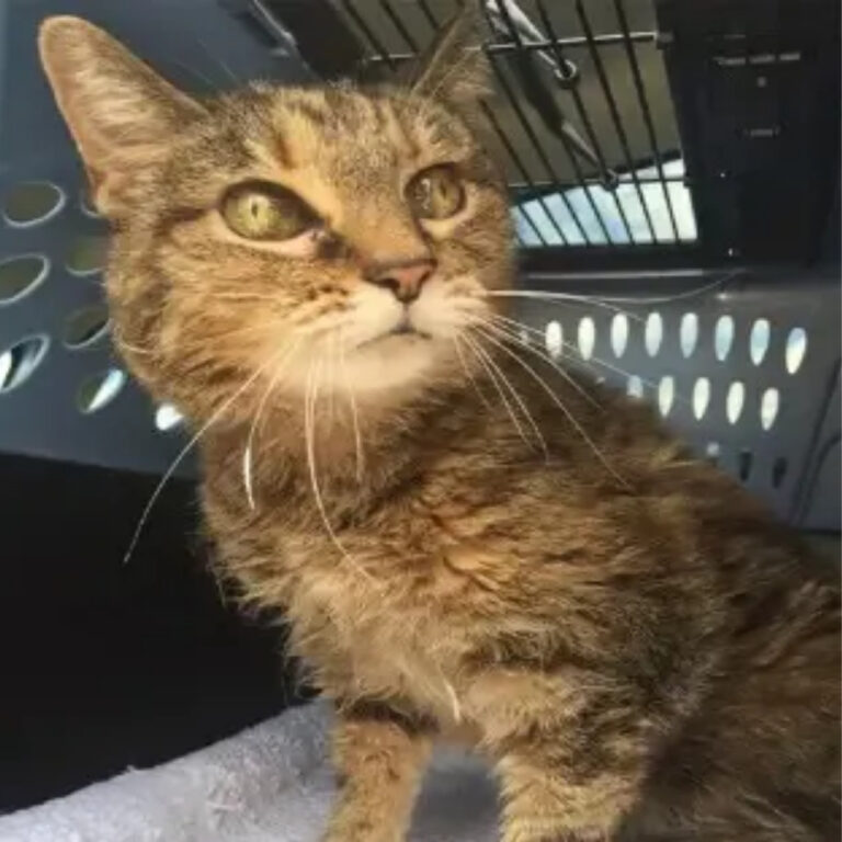 20-Year-Old Chloe Finds Sanctuary and Love in Her Golden Years