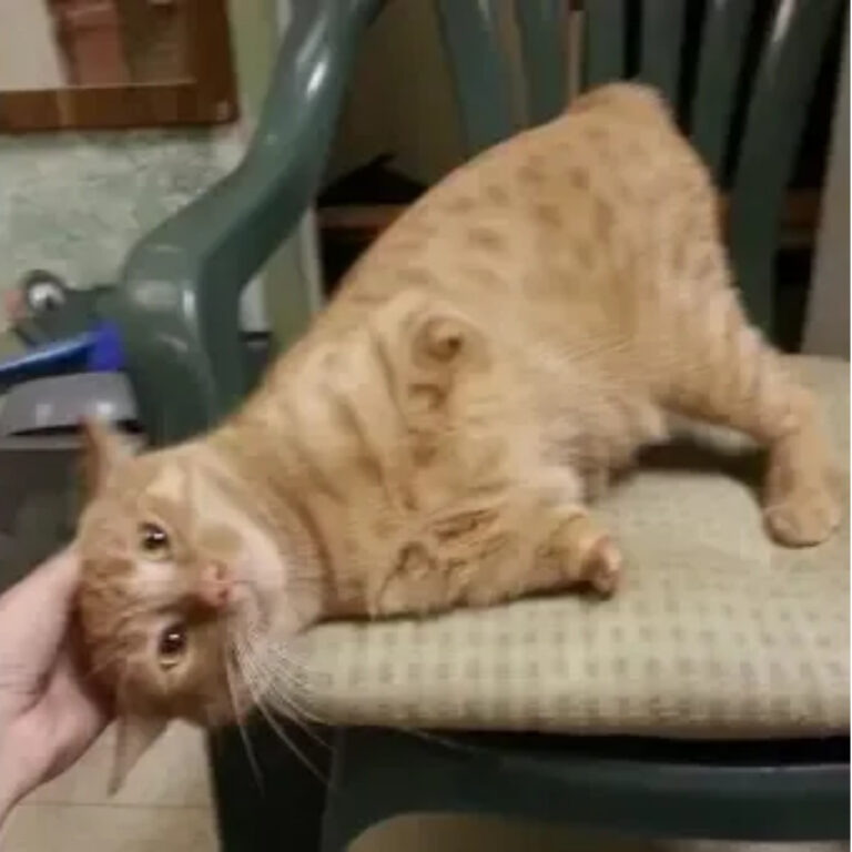 Joey Roo: The Two-Legged Ginger Cat Inspiring Tucson with His Kangaroo Spirit