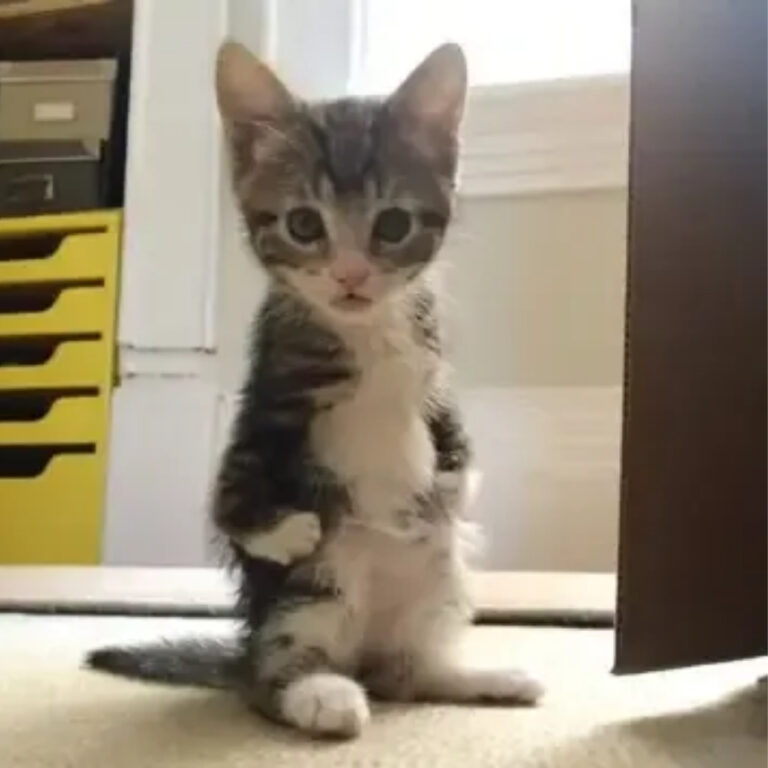 Kanga Roo: The Resilient Kitten Who Hopped Her Way Into Hearts and Homes