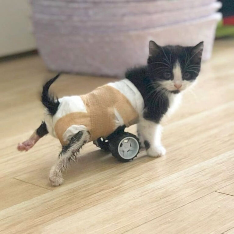 Kitten Who Can’t Use His Back Legs, Gets New Set of Wheels and Can’t Stop Running