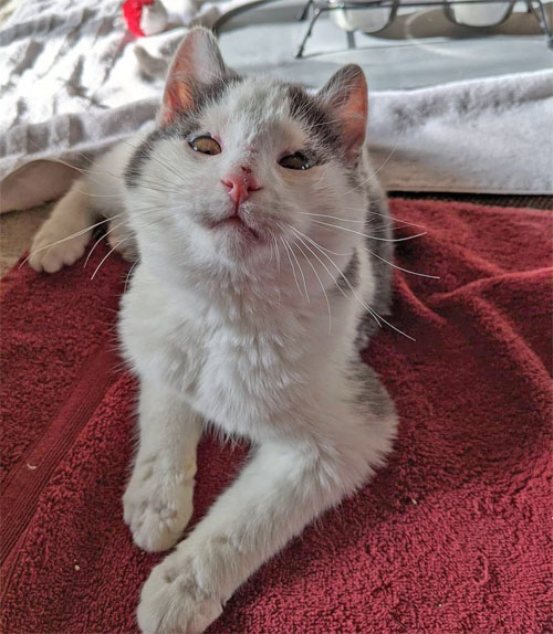 Meet Cheese Thief, The Adorable Kitten With Eyelid Agenesis Who Went From Hissy To Cuddly And Is Now Looking For His Forever Home