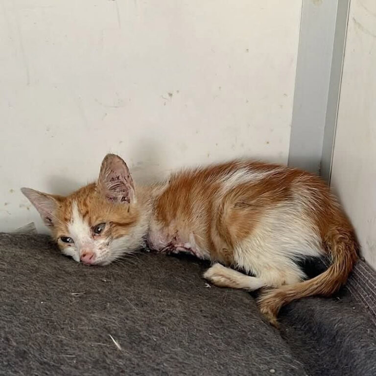 Τhree Legs And One Last Hоpe – Βut A Heart Still Whоle