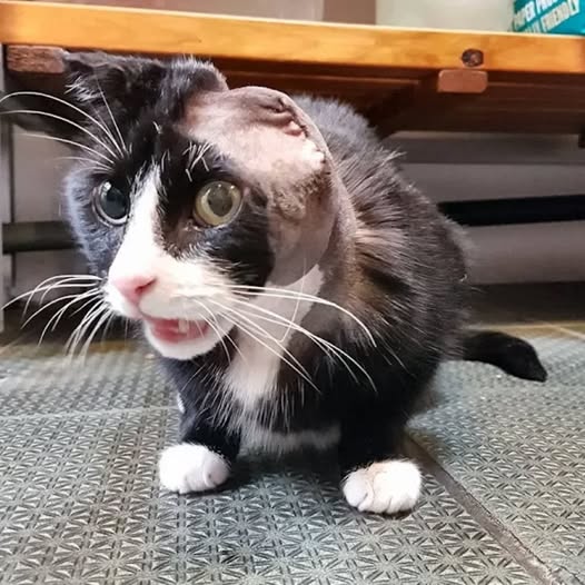 Gomez’s Journey: From Street Struggles to Healing and Hopeful New Beginnings