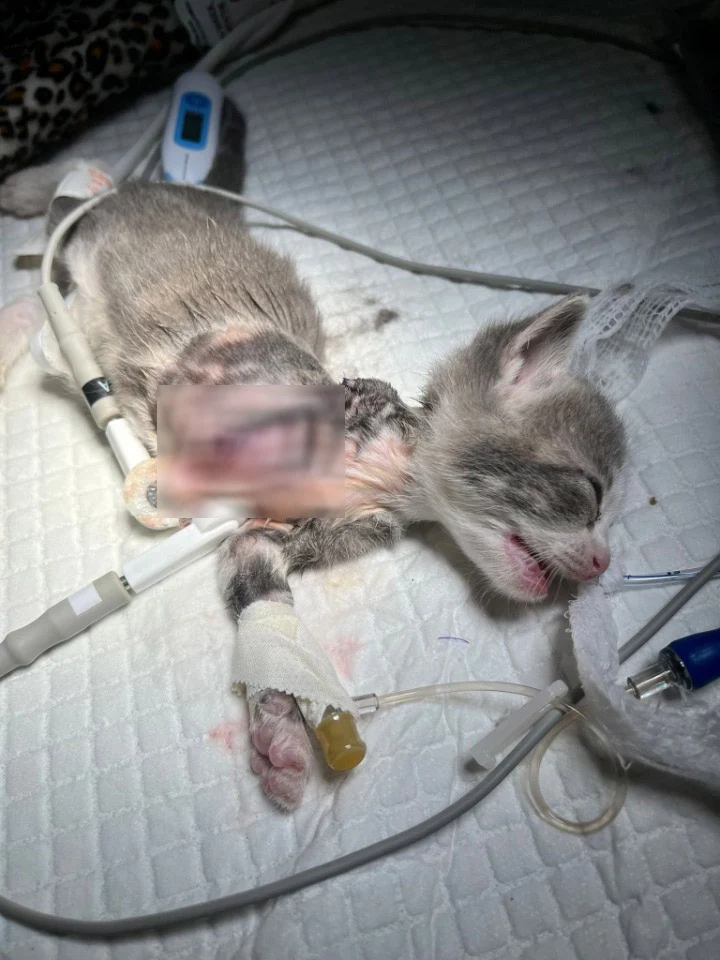 From Broken to Beautiful: How Little Cinder Found Her Second Chance at Life