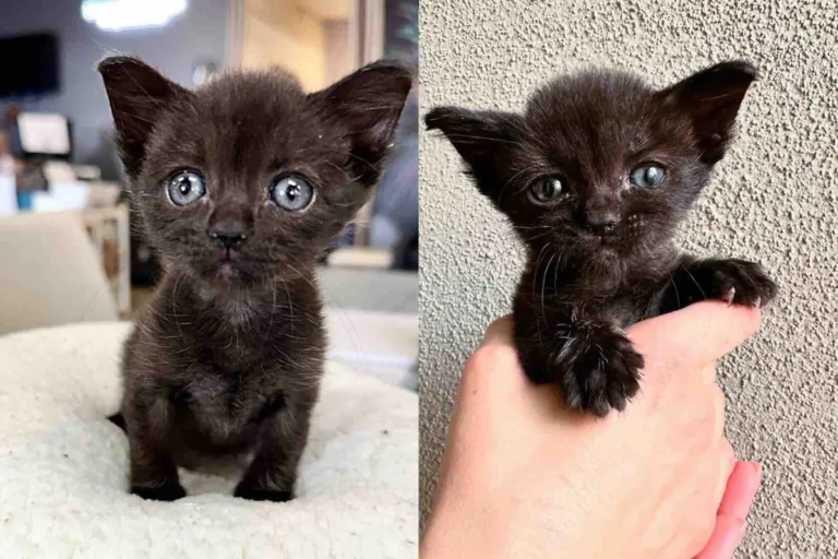 Kitten with a Rough Start Wanted to Live Life to the Fullest and Found House Cats to Show Her the Ropes